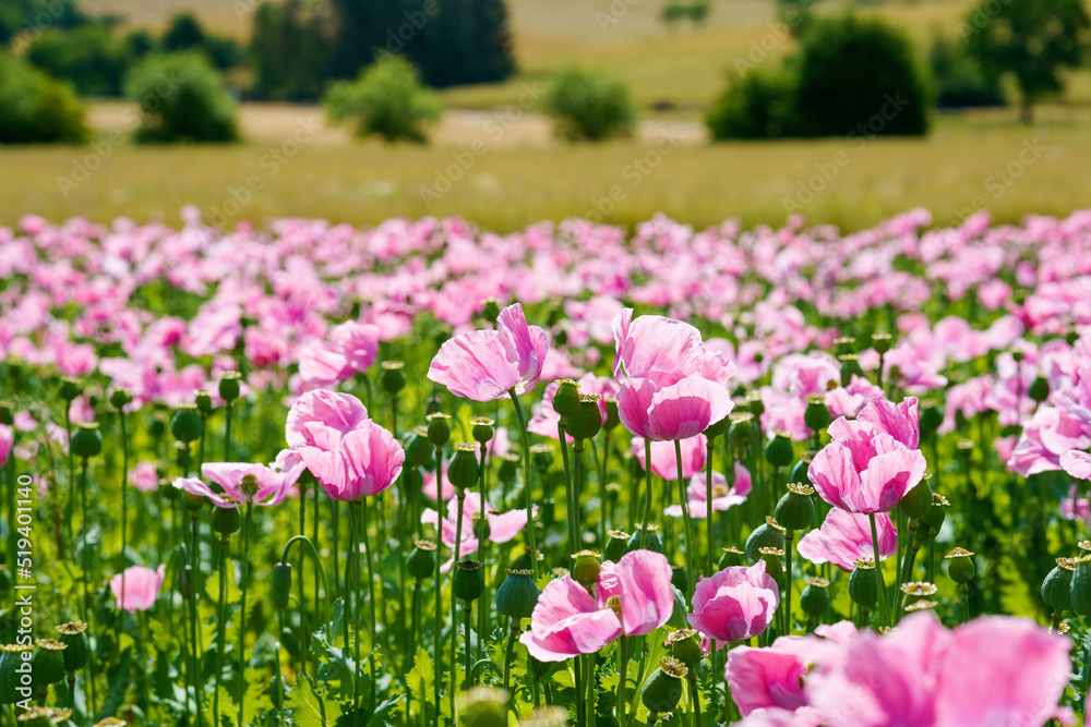 Panorama of a field of rose corn poppy. Beautiful landscape view on summer meadow. Germany.