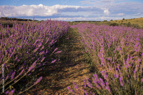 Sunset over purple lavender field. Lavender fields.