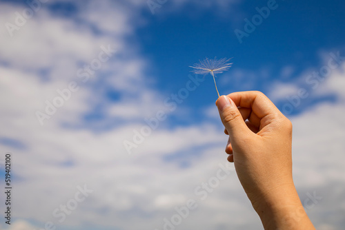 Abstract background with fluffy dandelion seed. Big dandelion seed in hands against the blue sky. photo