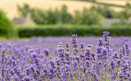 Cotswold Lavender At Snowshill, Worcestershire photo