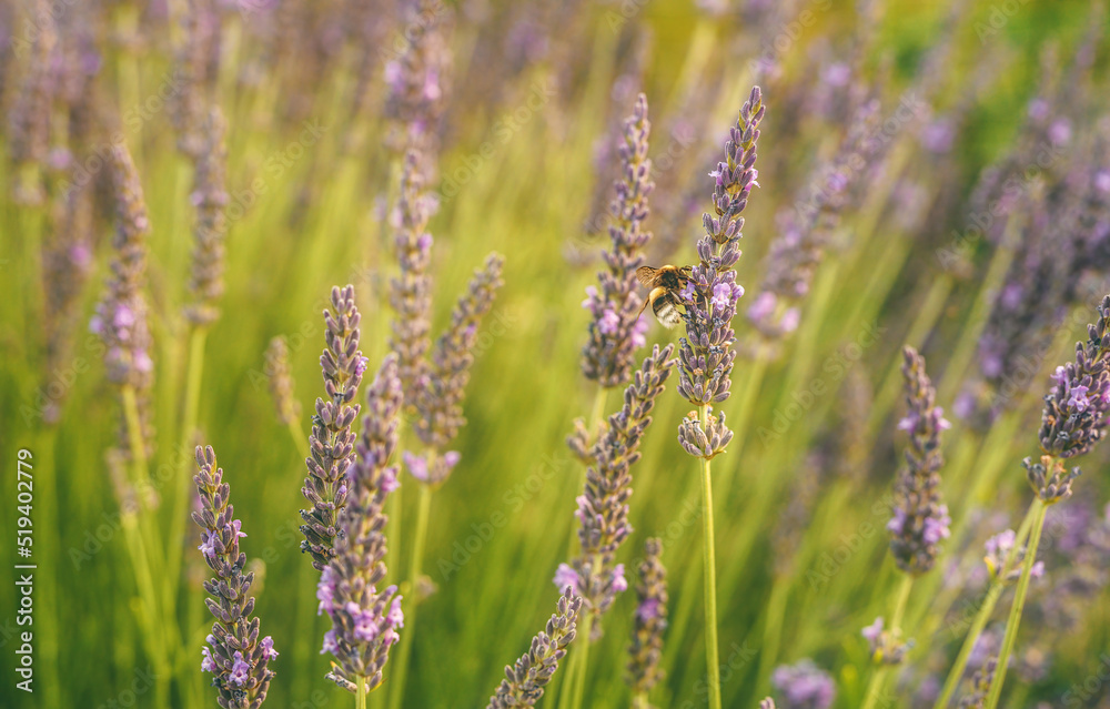 Bumblebee looking for nectar of lavender flower. Bumblebee looking for nectar of lavender flower.