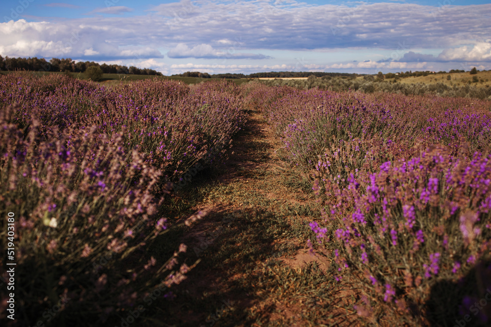 Sunset over purple lavender field. Lavender fields.