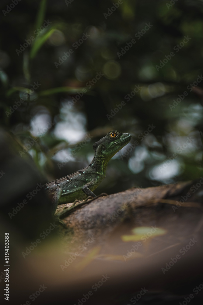 Obraz premium frog on the tree