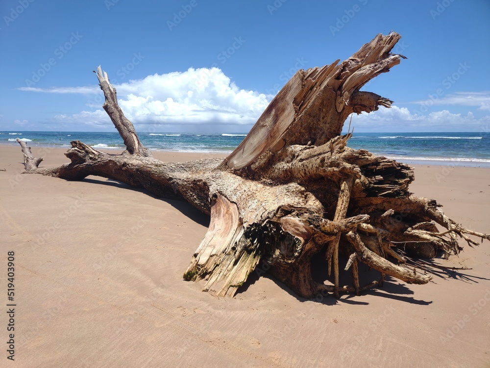 tree on the beach