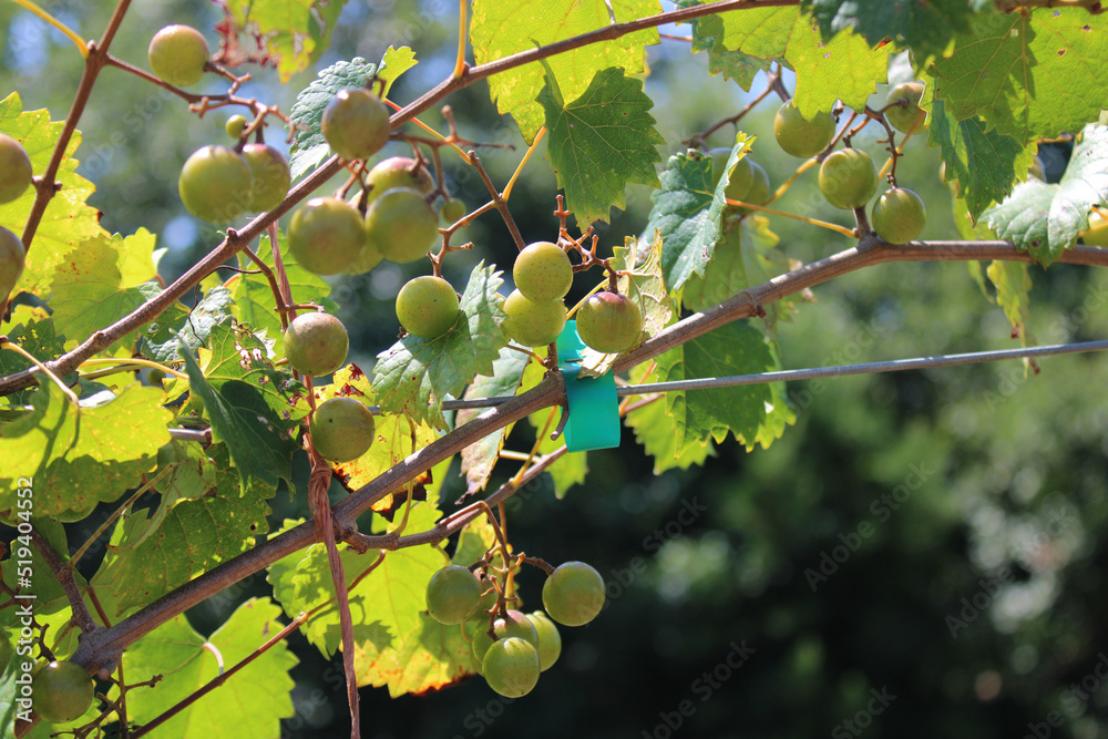 Grapes hanging on a vine as they rippen in the sun