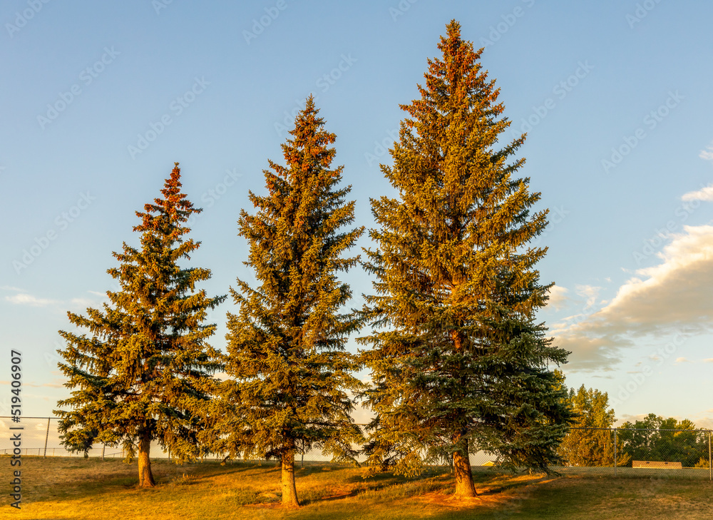 Beautiful trees lit by sunrise rays in Aurora, Colorado Beautiful trees lit by sunrise rays in Aurora, Colorado
