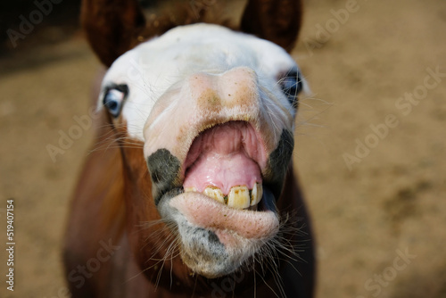 Bald face flehmen response on young horse close up. photo