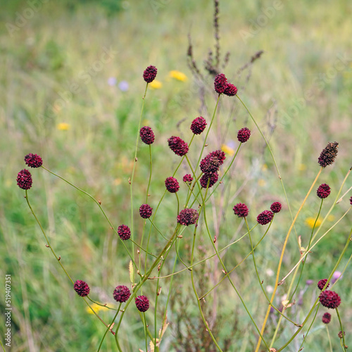 Blooming flowers of Burnet on the natural background in the meadow. Sanguisorba officinalis photo