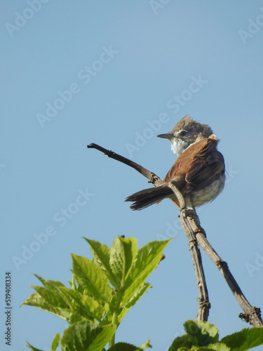 Common Whitethroat Perched