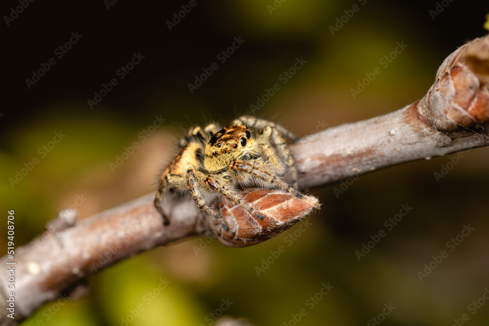 Beautiful jumping spider in nature Beautiful jumping spider in nature