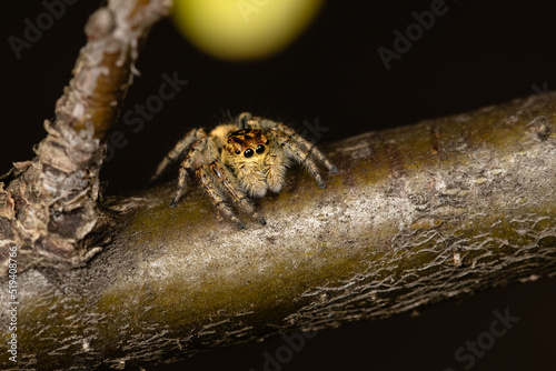 Beautiful jumping spider in nature