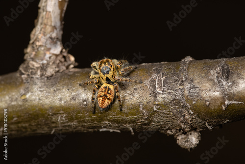 Beautiful jumping spider in nature photo