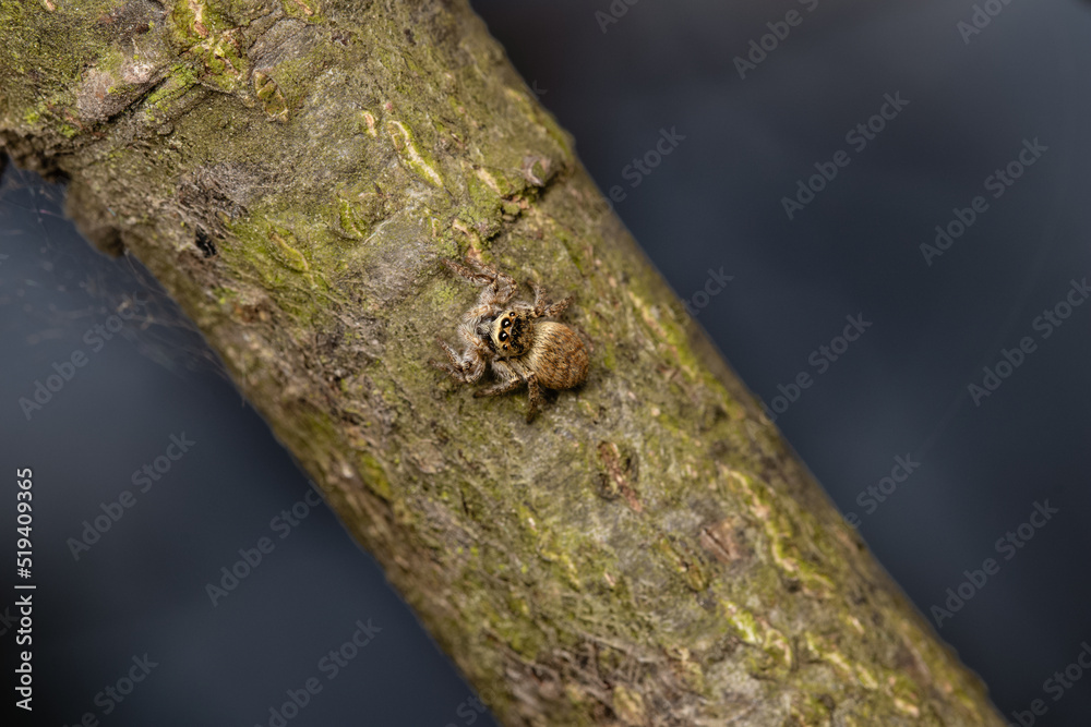 Obraz premium Beautiful jumping spider in nature