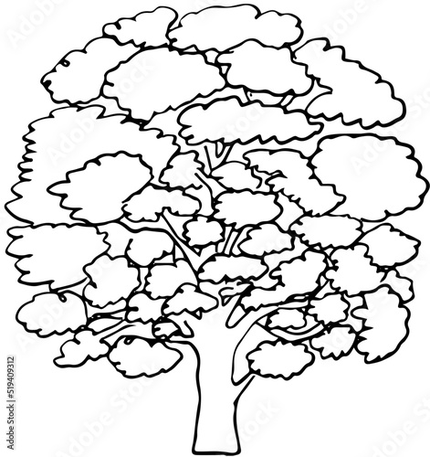 Polskie drzewa liściaste line art dąb drzewo