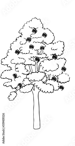 Polskie drzewa liściaste line art jarząb drzewo