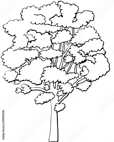 Polskie drzewa liściaste line art jesion drzewo
