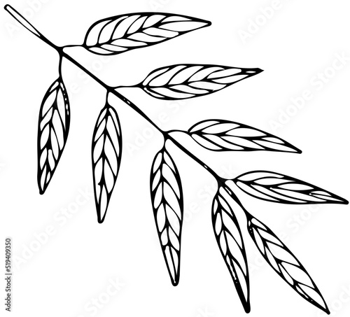 Polskie drzewa liściaste line art jesion liść
