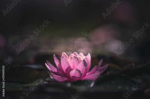 Pink Lotus Flower Or Water Lily Floating On The Water