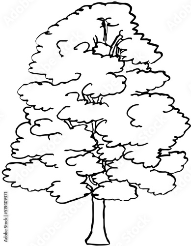 Polskie drzewa liściaste line art klon drzewo
