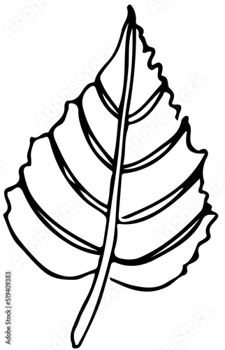 Polskie drzewa liściaste line art liść brzozy