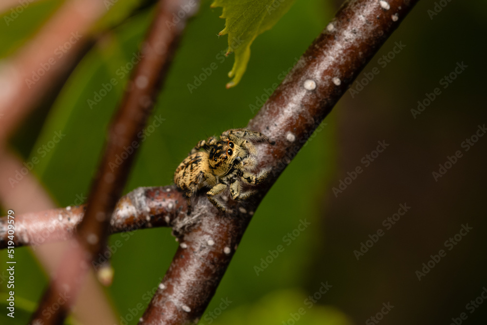 Beautiful jumping spider in nature