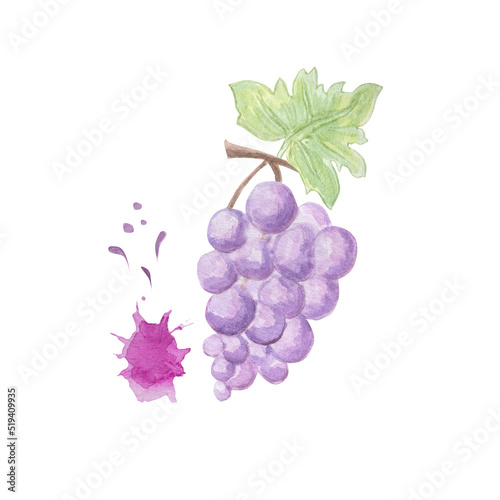 Fototapeta Naklejka Na Ścianę i Meble -  Bunch of grapes. Watercolor illustration.