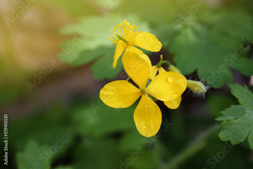 Celandine plant with yellow flowers and water drops outdoors, closeup