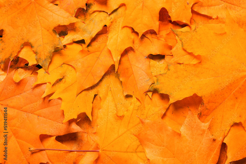 Fototapeta premium Beautiful orange autumn leaves as background, top view