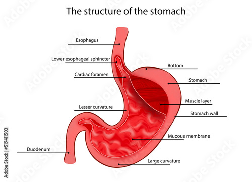 Foto Anatomy image of stomach structure on white background
