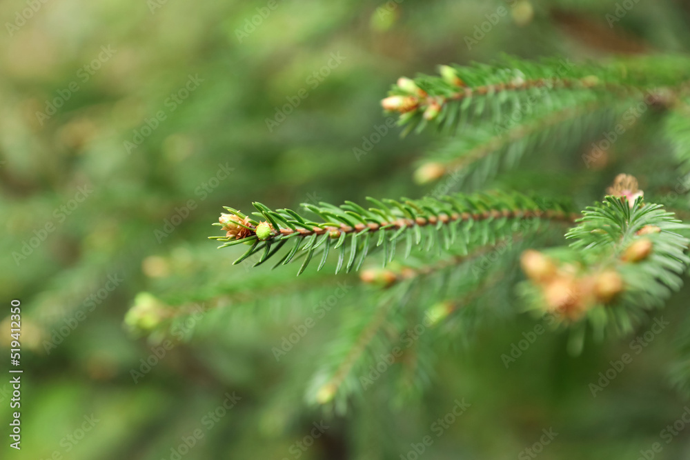 Green branches of beautiful conifer tree with small cones outdoors, closeup Green branches of beautiful conifer tree with small cones outdoors, closeup