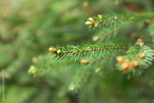 Green branches of beautiful conifer tree with small cones outdoors  closeup