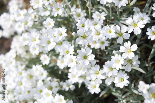 Beautiful white snow-in-summer flowers outdoors, closeup view