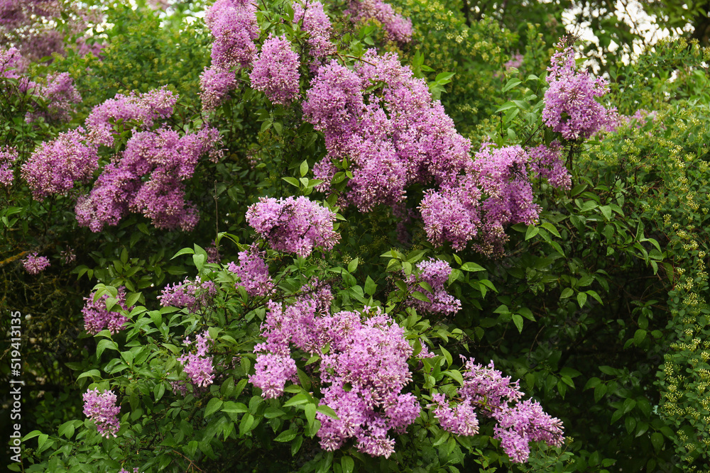 Obraz premium Beautiful blossoming pink lilac growing in garden