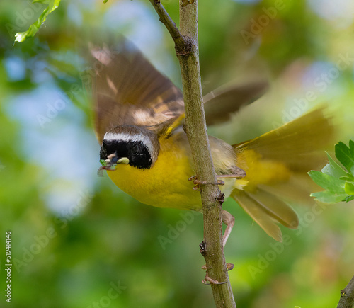 Common Yellowthroat on a branch carrying a Green Worm in its mouth, British Columbia, Canada photo