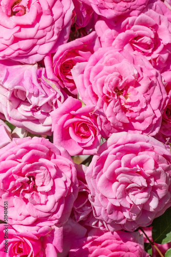 Pink roses in the garden. Floral summer background...