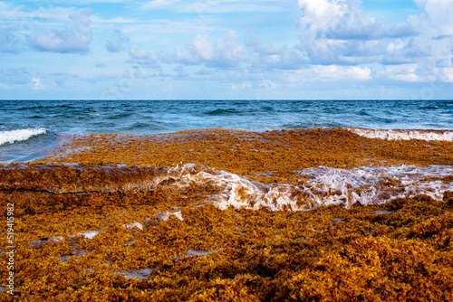 sargassum seaweed floating in ocean and beach