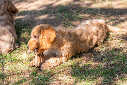 Welpen - Cockapoo - 8 Wochen Alt © Harald Tedesco