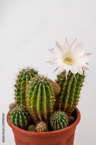 Macro close up of light pink flowers of cactus. Cactus in Bloom. Blooming cactus flower.