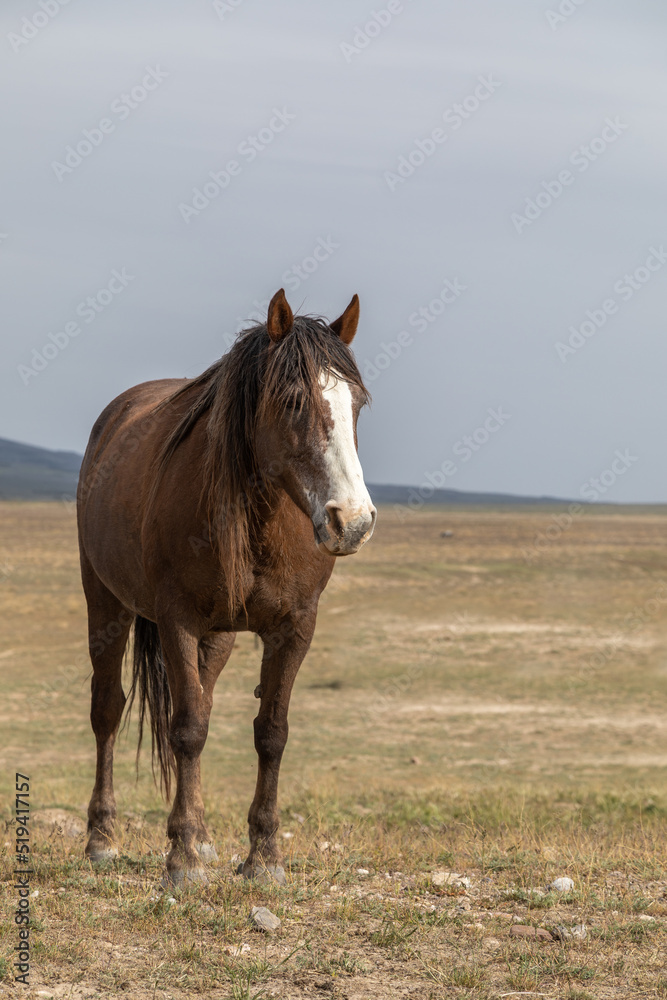 Beautiful Wild Horse in Spring in the Utah Desert Beautiful Wild Horse in Spring in the Utah Desert