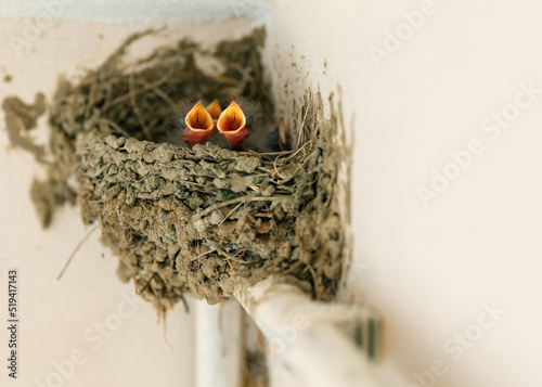 Very young a few days old Cyprus barn swallow chickens babies Hirundo rustica opened their beaks in cup nest on pipe inside building