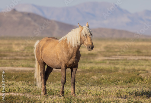 Beautiful Wild Horse in Spring in the Utah Desert © natureguy