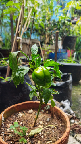 Organic Green Bell Pepper in the stalk at home garden pot. 