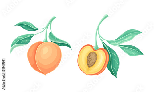 Peach Tree Branch with Ripe Juicy Fruit Having Velvety Skin Vector Set