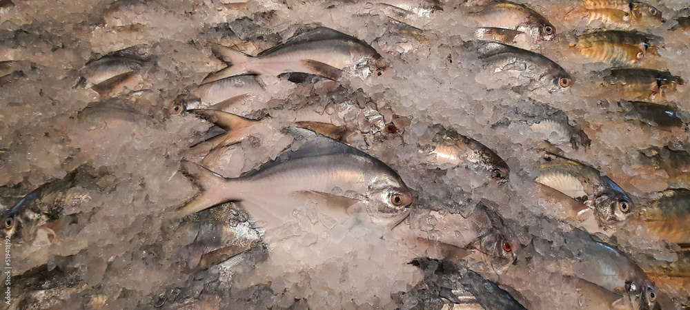 Fresh and raw white pomfrets fish stored in the ices. 