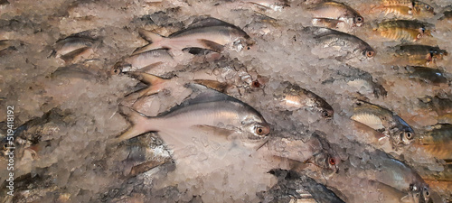 Fresh and raw white pomfrets fish stored in the ices. 