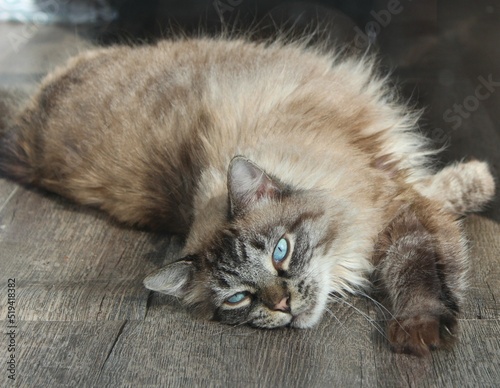 Cute Fluffy Himalayan Domestic Cat on Wood Texture