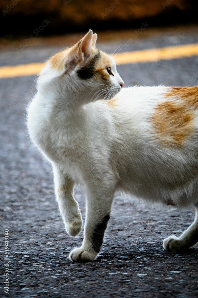 cat crossing a road