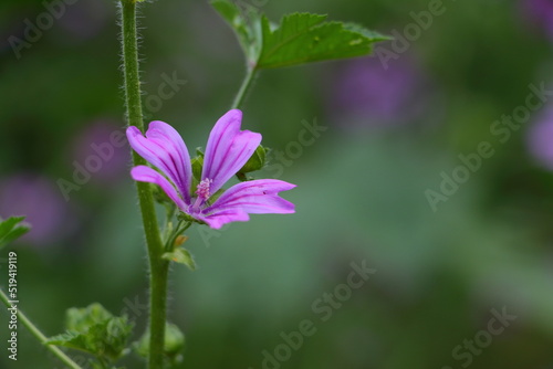 purple flower in the forest
