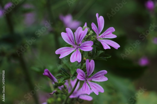 purple flowers in the garden