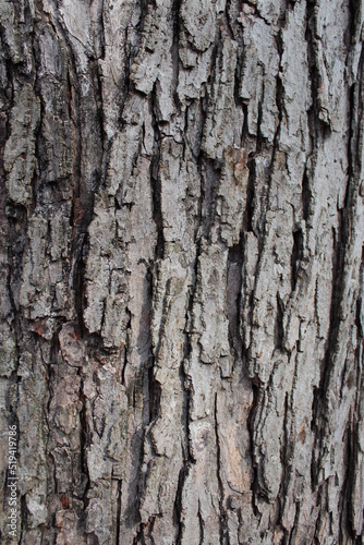 Natural Tree Bark Texture